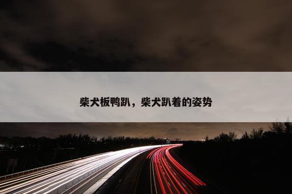 柴犬板鸭趴,柴犬趴着的姿势