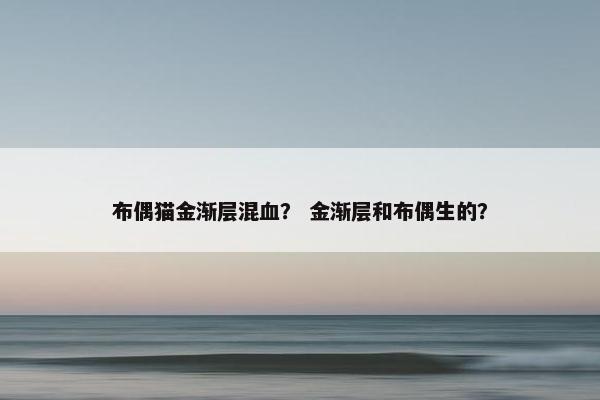 布偶猫金渐层混血？ 金渐层和布偶生的？