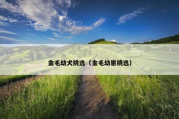金毛幼犬挑选（金毛幼崽挑选）