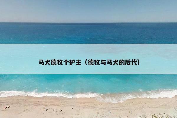 马犬德牧个护主(德牧与马犬的后代)