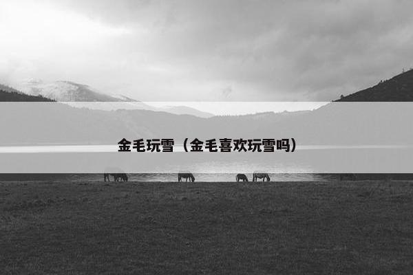 金毛玩雪（金毛喜欢玩雪吗）