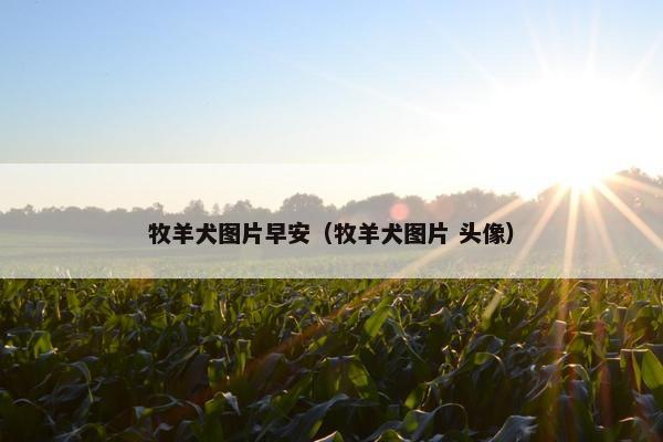 牧羊犬图片早安（牧羊犬图片 头像）