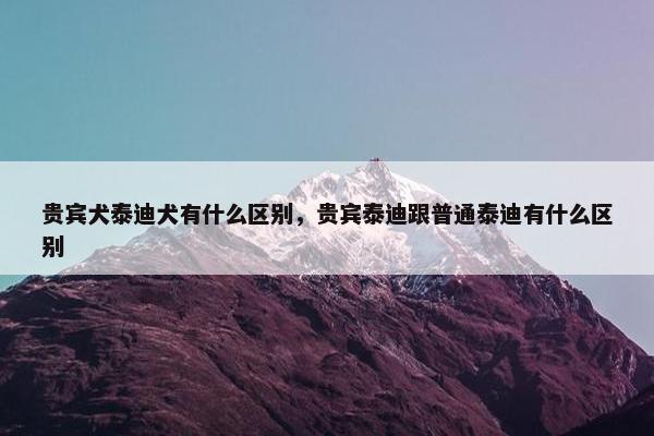 贵宾犬泰迪犬有什么区别，贵宾泰迪跟普通泰迪有什么区别