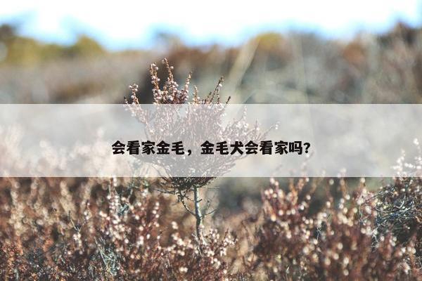 会看家金毛，金毛犬会看家吗?