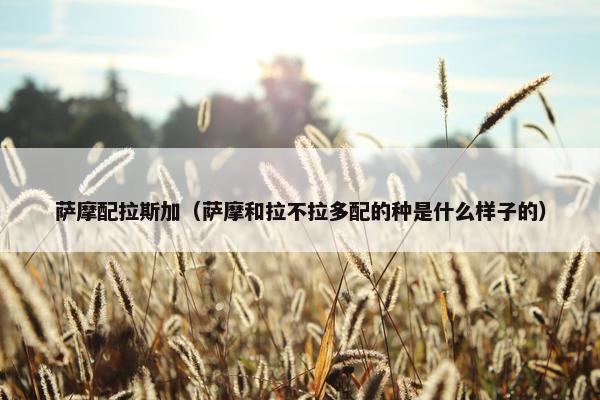 萨摩配拉斯加（萨摩和拉不拉多配的种是什么样子的）