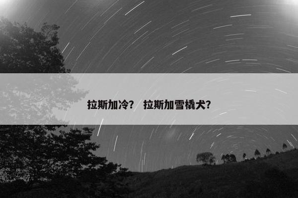 拉斯加冷？ 拉斯加雪橇犬？