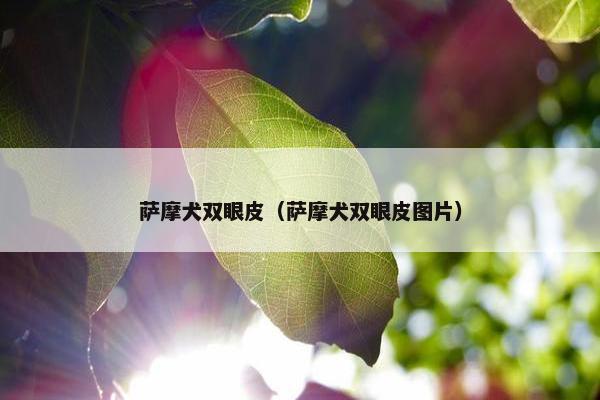 萨摩犬双眼皮（萨摩犬双眼皮图片）