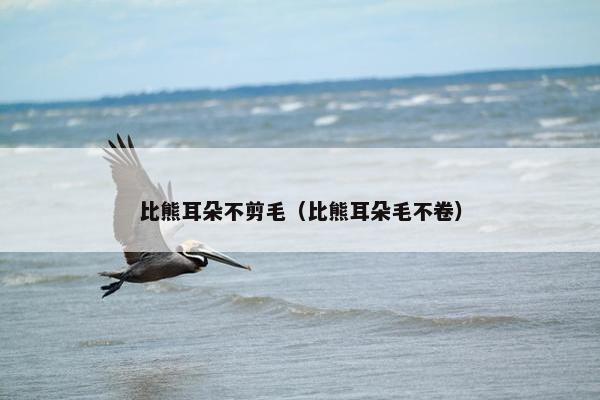 比熊耳朵不剪毛（比熊耳朵毛不卷）