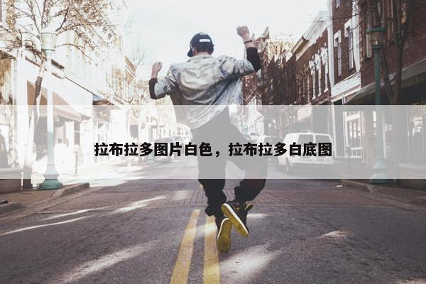 拉布拉多图片白色，拉布拉多白底图