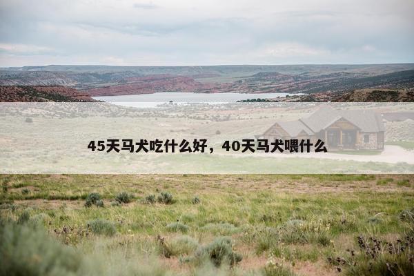 45天马犬吃什么好，40天马犬喂什么