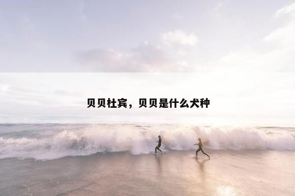 贝贝杜宾，贝贝是什么犬种