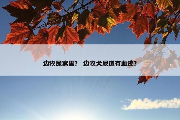 边牧尿窝里? 边牧犬尿道有血迹?