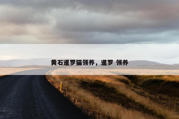 黄石暹罗猫领养，暹罗 领养