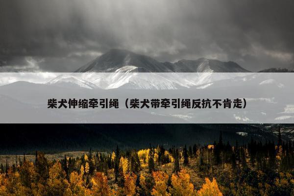 柴犬伸缩牵引绳(柴犬带牵引绳反抗不肯走)