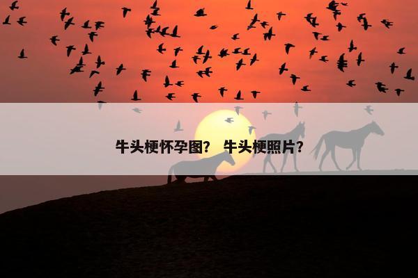 牛头梗怀孕图? 牛头梗照片?