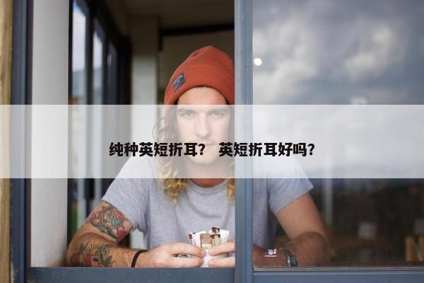 纯种英短折耳？ 英短折耳好吗？