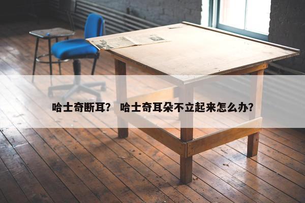 哈士奇断耳？ 哈士奇耳朵不立起来怎么办？