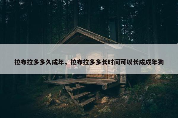 拉布拉多多久成年，拉布拉多多长时间可以长成成年狗