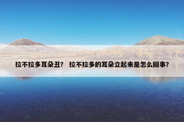 拉不拉多耳朵丑？ 拉不拉多的耳朵立起来是怎么回事？