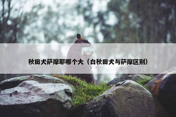 秋田犬萨摩耶哪个大（白秋田犬与萨摩区别）