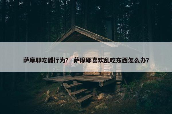 萨摩耶吃醋行为？ 萨摩耶喜欢乱吃东西怎么办？