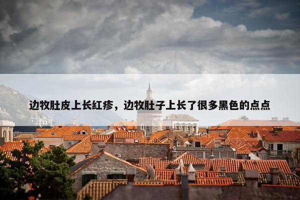 边牧肚皮上长红疹，边牧肚子上长了很多黑色的点点