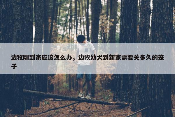 边牧刚到家应该怎么办，边牧幼犬到新家需要关多久的笼子