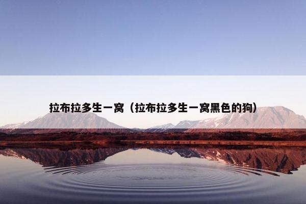 拉布拉多生一窝（拉布拉多生一窝黑色的狗）