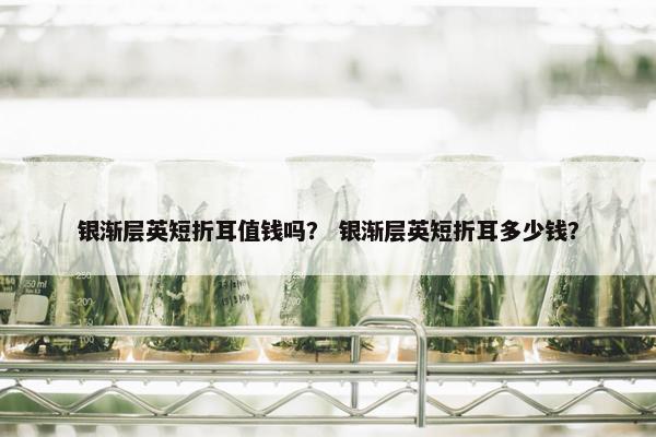 银渐层英短折耳值钱吗？ 银渐层英短折耳多少钱？
