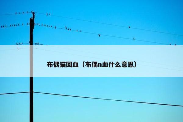 布偶猫回血(布偶n血什么意思)