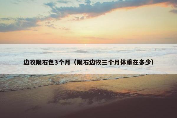 边牧陨石色3个月（陨石边牧三个月体重在多少）