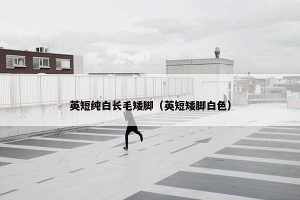 英短纯白长毛矮脚（英短矮脚白色）