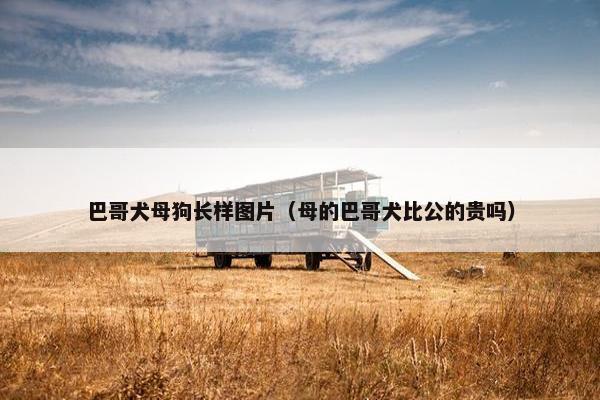 巴哥犬母狗长样图片（母的巴哥犬比公的贵吗）