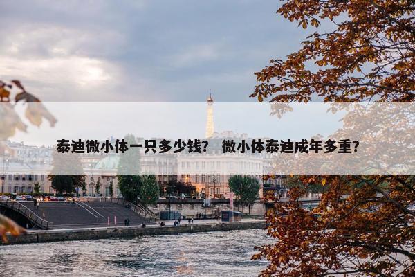 泰迪微小体一只多少钱？ 微小体泰迪成年多重？