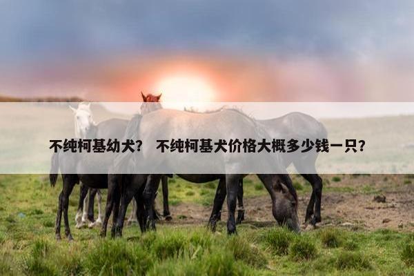 不纯柯基幼犬？ 不纯柯基犬价格大概多少钱一只？