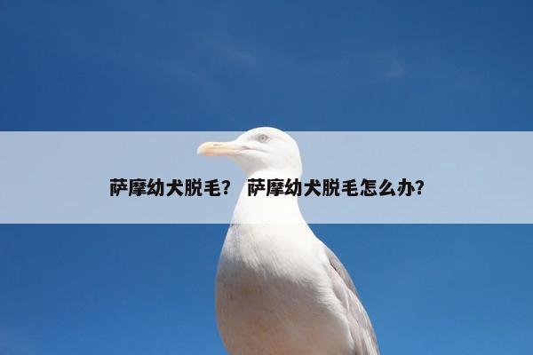 萨摩幼犬脱毛？ 萨摩幼犬脱毛怎么办？