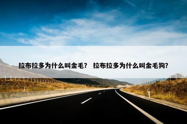拉布拉多为什么叫金毛？ 拉布拉多为什么叫金毛狗？