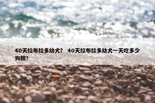 40天拉布拉多幼犬? 40天拉布拉多幼犬一天吃多少狗粮?