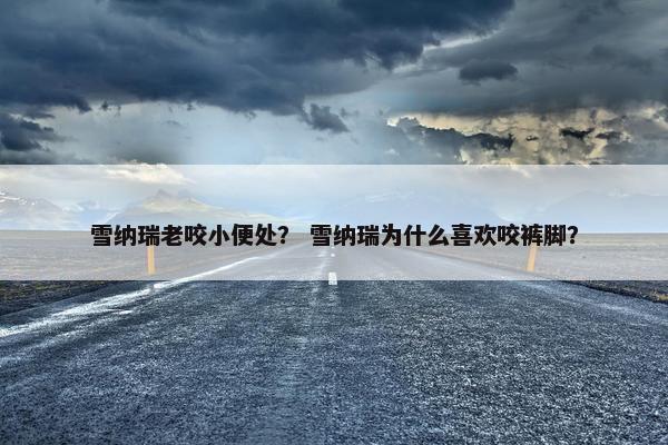 雪纳瑞老咬小便处? 雪纳瑞为什么喜欢咬裤脚?