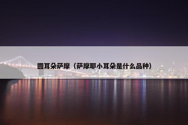 圆耳朵萨摩（萨摩耶小耳朵是什么品种）
