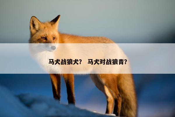 马犬战狼犬？ 马犬对战狼青？