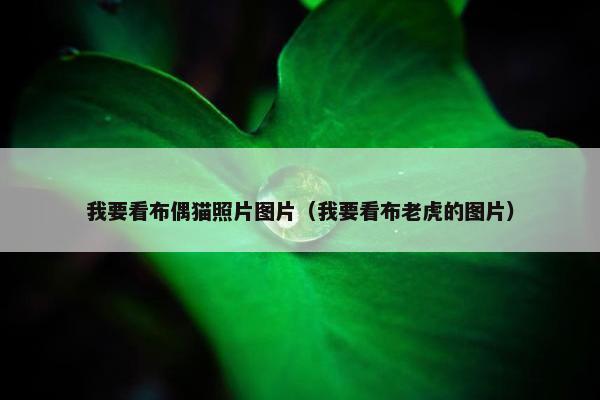 我要看布偶猫照片图片（我要看布老虎的图片）