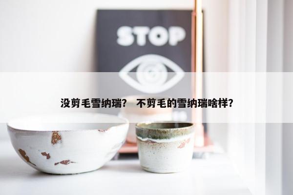 没剪毛雪纳瑞？ 不剪毛的雪纳瑞啥样？