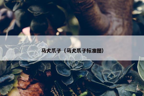 马犬爪子（马犬爪子标准图）