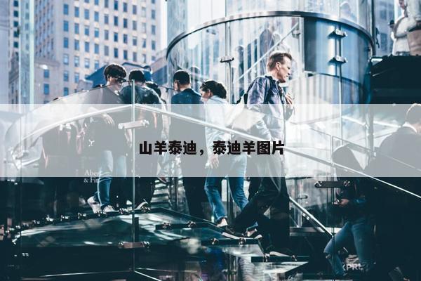 山羊泰迪，泰迪羊图片