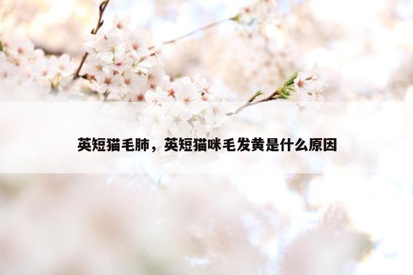 英短猫毛肺，英短猫咪毛发黄是什么原因