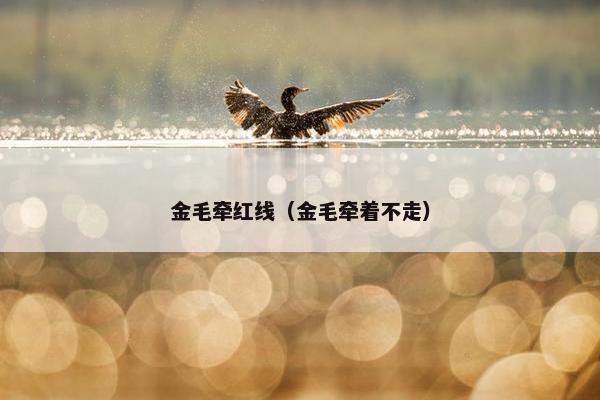 金毛牵红线（金毛牵着不走）