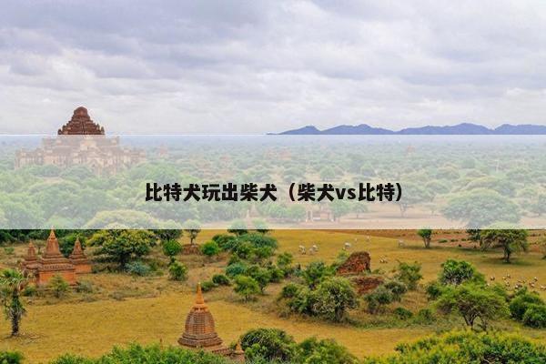 比特犬玩出柴犬（柴犬vs比特）