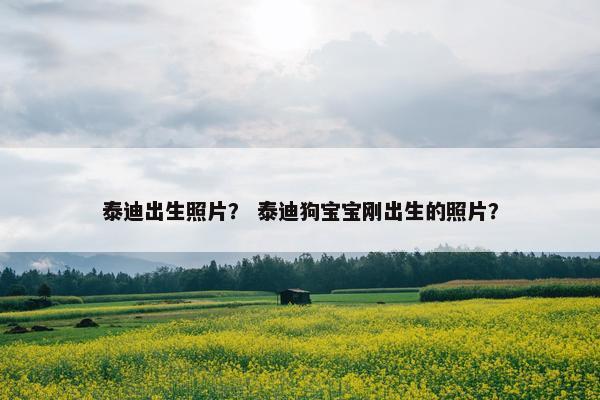 泰迪出生照片？ 泰迪狗宝宝刚出生的照片？
