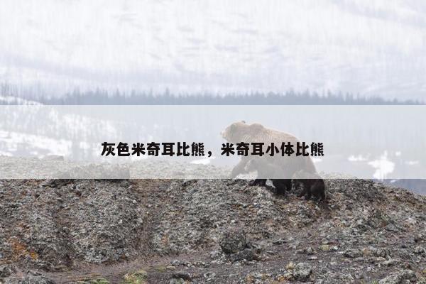 灰色米奇耳比熊，米奇耳小体比熊